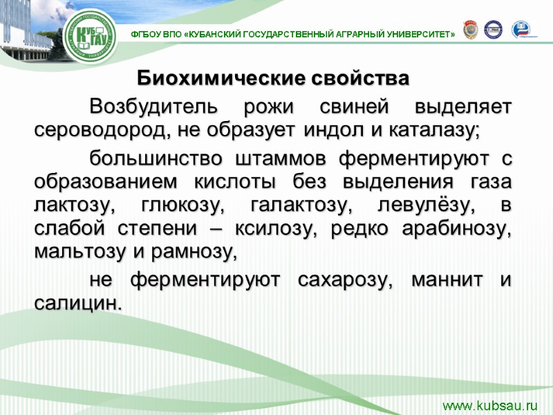 Биохимические свойства   Возбудитель рожи свиней выделяет сероводород, не образует индол и каталазу;